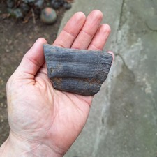 Pflanze,  Fossilien 3d