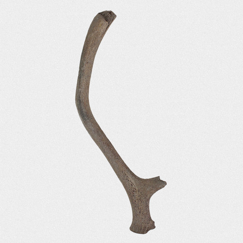 Fossil abwurfstange rentier - abwurfstange,