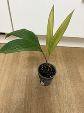 Salak Palme Zimmerpflanze Exotic