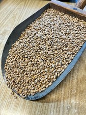 25 kg Weizen Futterweizen