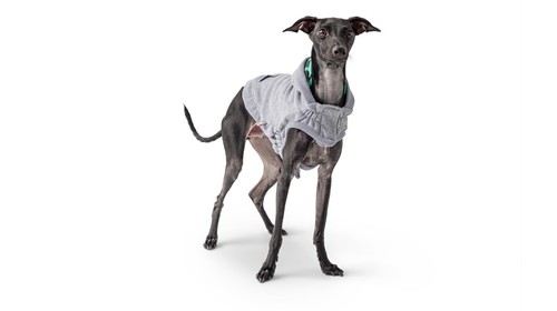 Hundepullover pullover hund - hundepullover,