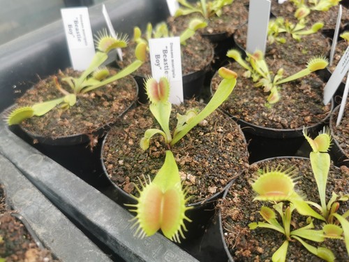 Dionaea muscipula beastie - dionaea,