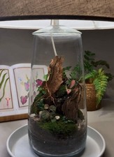 Terrarium mit