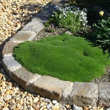 Sternmoos green moss sagina - green,