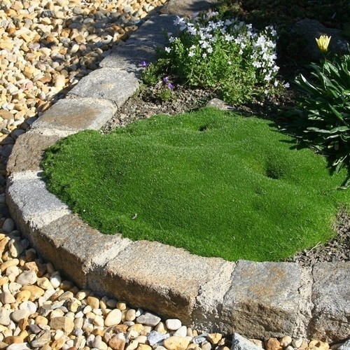Sternmoos green moss sagina - sternmoos,