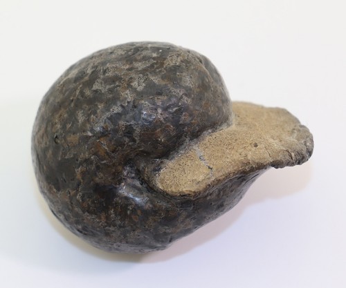 Ammonit valanginites nucleus - ammonit,,