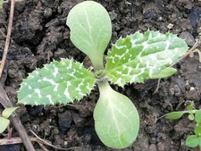 + 300 lila Mariendistelsamen