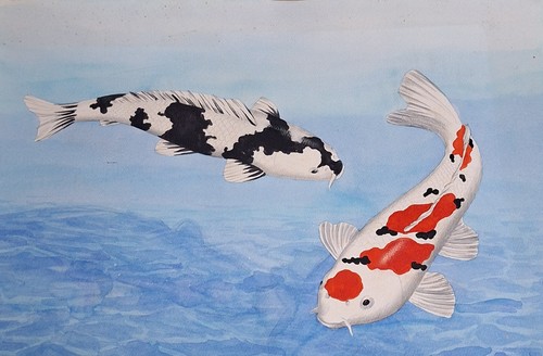 Zeichnungen von koi fische - von, 2