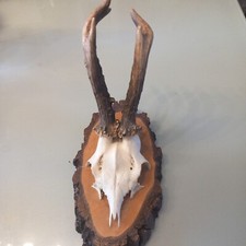 Rehheweih 5Ender abnorm 