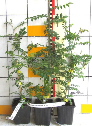 Wildrose rosa roxburghii - ,