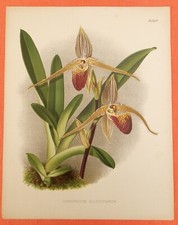 Cypripedium elliottianum