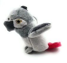 Graupapagei Papagei Vogel