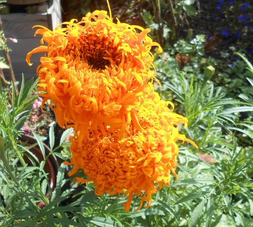 Studentenblume tagetes in - ,