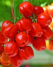 Tomatensamen - , samen)
