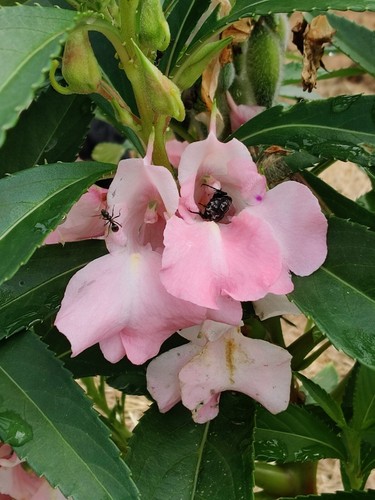 Garten balsamine hellrosa - garten-balsamine,,