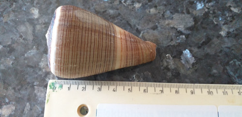 Muschel schnecke conidae - muschel,