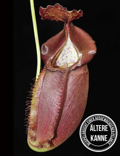 Nepenthes spathulata - , x