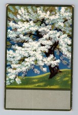 Large White Flower Tree In