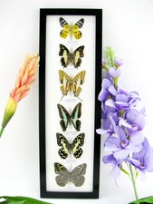 6 echte präparierte