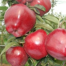 Apfelbaum Red Chief Camspur -