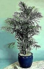 Bergpalme schnellwüchsige Pflanzen immergrüne Palmen für den Blumentopf // Samen