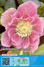 @//(◕‿◕)\@ Helleborus Double Ellen Pink Spotted Christrose Lenzrose Nieswurz  L