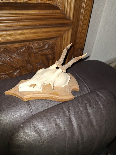 Reh geweih bock gehörn - reh,