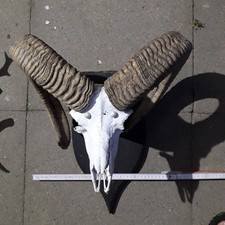 Mufflon Widder Geweih Jagdtrophäe