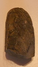 Muschel Lias  Jura  ?Y556Sonderangebote ! Kiste dazu ! ?