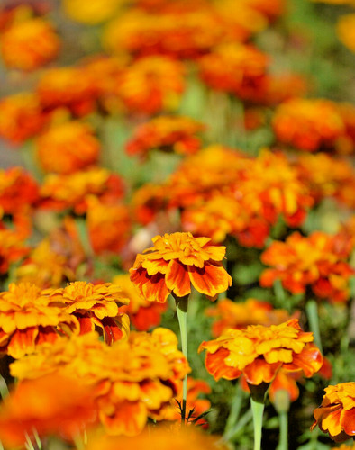 Großpackung tagetes erecta - großpackung,
