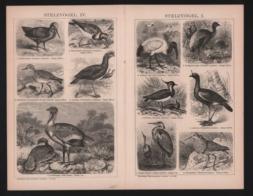 Lithografie 1895 stelzvögel - lithografie, 1895: