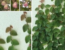 2 x Kletterfeige -Palmen schnellwüchsige exotische Pflanzen im für den Garten