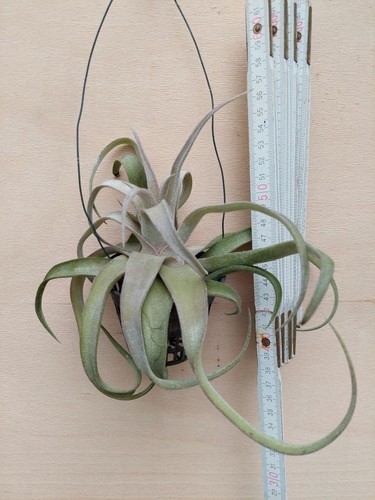Tillandsia streptophylla im - tillandsia, streptophylla,