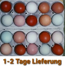 🥚6 Bruteier Toprassen