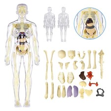 3D Human Body Anatomy Model