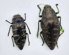 2x Buprestidae ssp., B, 24/33 mm, NO DATA, #BP86