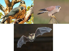 3 D Ansichtskarte Falke Fledermaus Postkarte Wackelkarte Hologrammkarte Bild