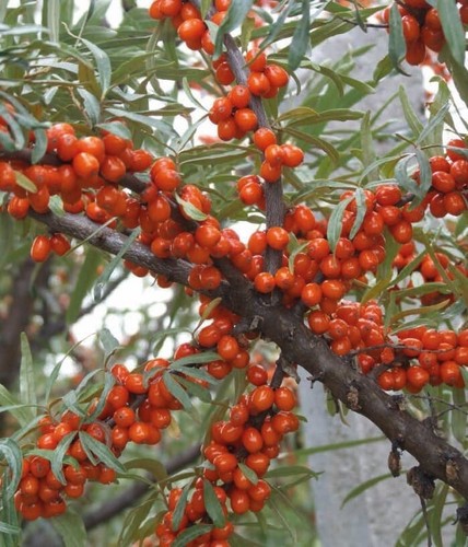 Weiblicher sanddorn aromatnaja - sanddorn,