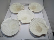 PA366 maritime Sammlung XXL Jakobsmuscheln 5 Schalen-Seiten ind. Ozean 15cm 520g