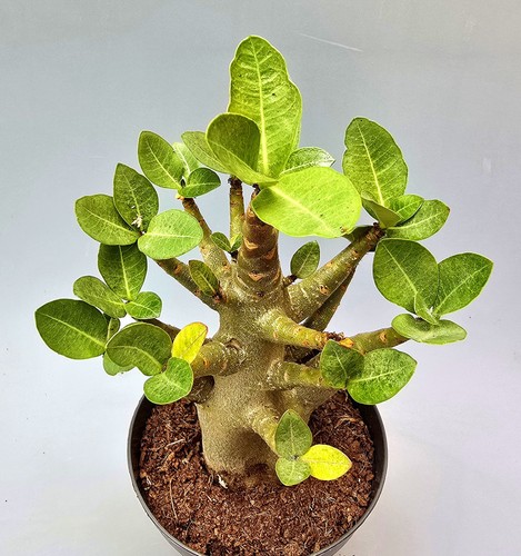Sehr schöne adenium - sehr, baobab