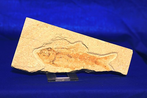 Versteinerter fisch knightia - fisch,