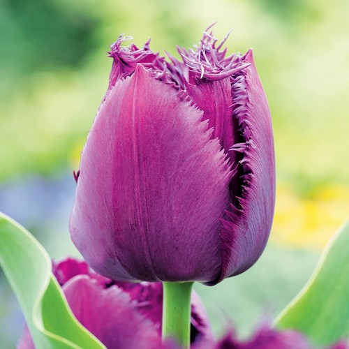 Tulpen blumenzwiebeln zwiebeln - tulpen,