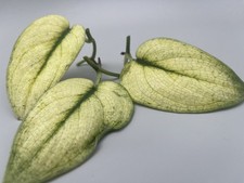 Scindapsus hologram variegata