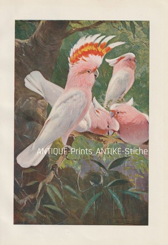 Inkakakadu lophochroa - inkakakadu, (lophochroa
