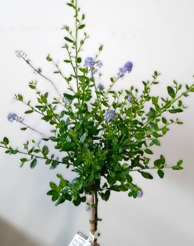 Ceanothus impressus - ceanothus,