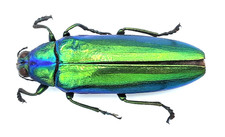 Buprestidae, Chrysochroa