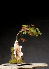 Bonsai outdoor winterhart