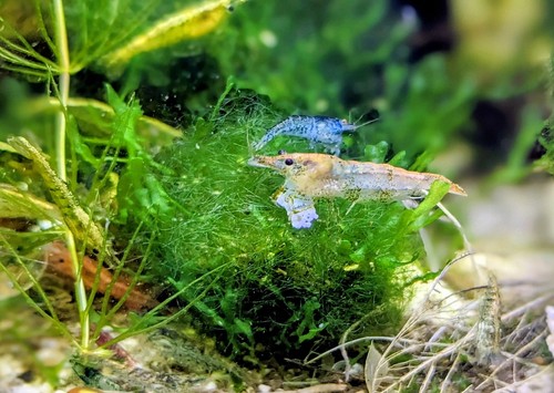Sortenrein futterchips - 👉sortenrein,
