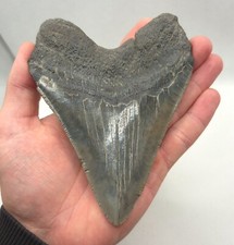 Großer und dunkler Megalodon