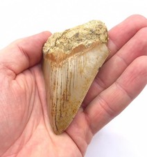 Indonesian megalodon shark - indonesian,